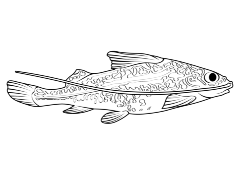 Pictus Catfish (Pimelodus Pictus) Coloring Page